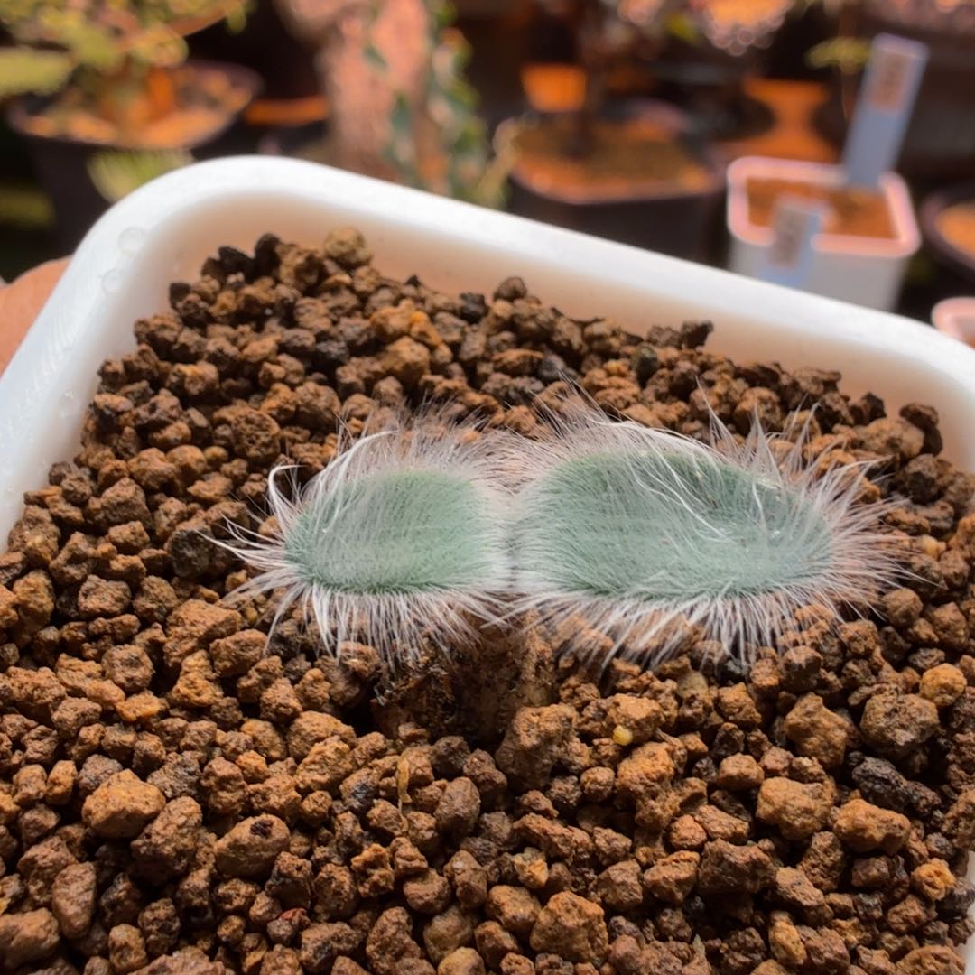 毛叶石蒜472仙人掌