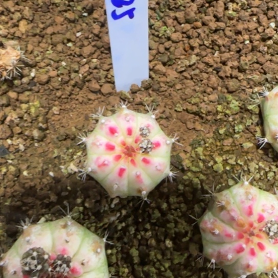 225-0122泰国发货多肉