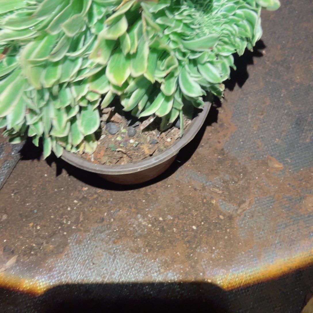 773 号多肉植物新年福利