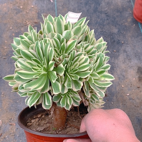 973艳凝多肉植物