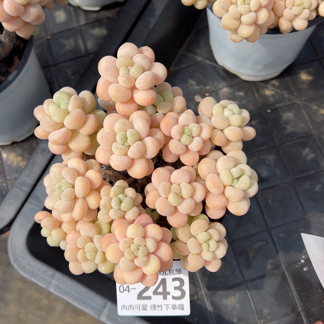 洛可可多肉多肉多肉多肉