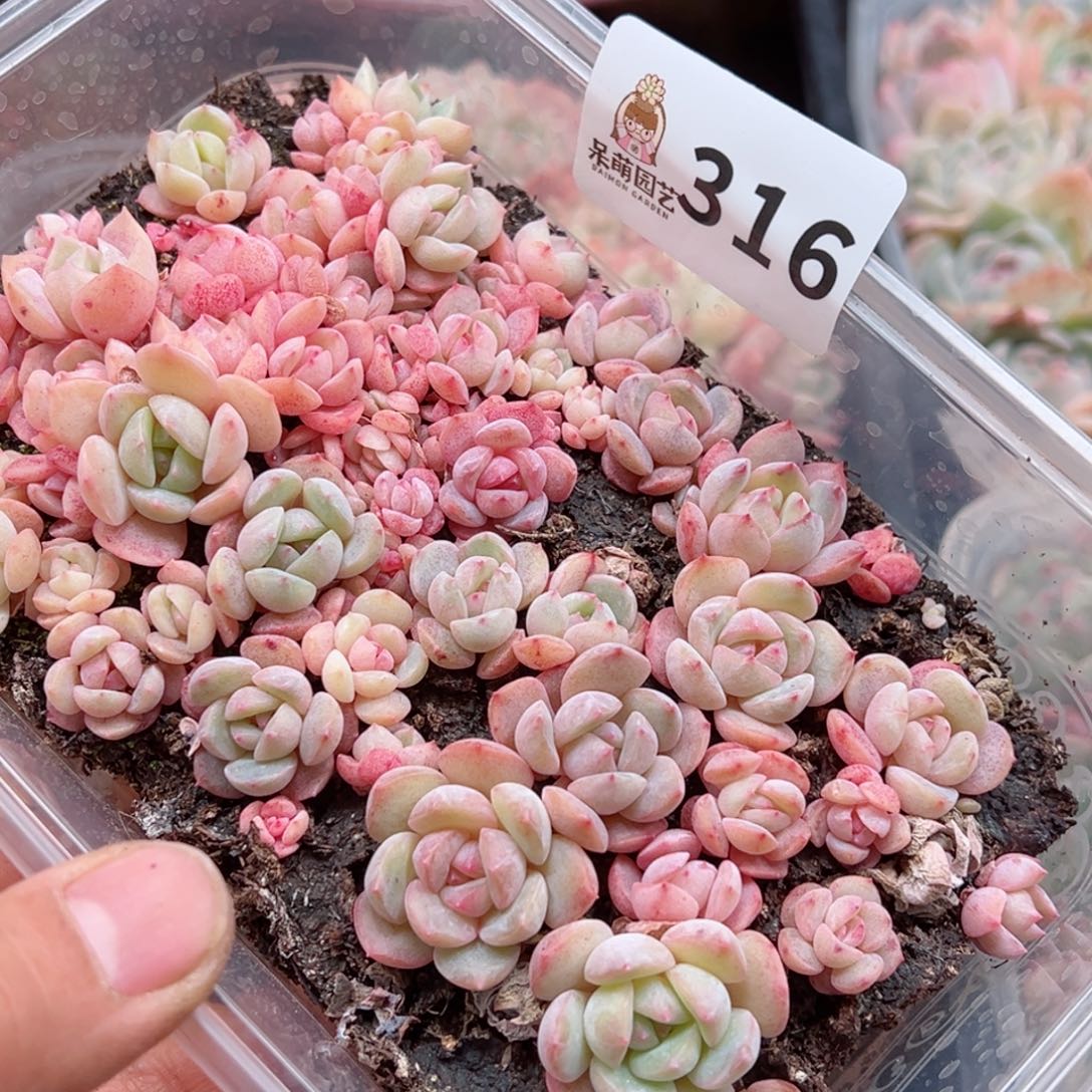 多肉植物多肉植物