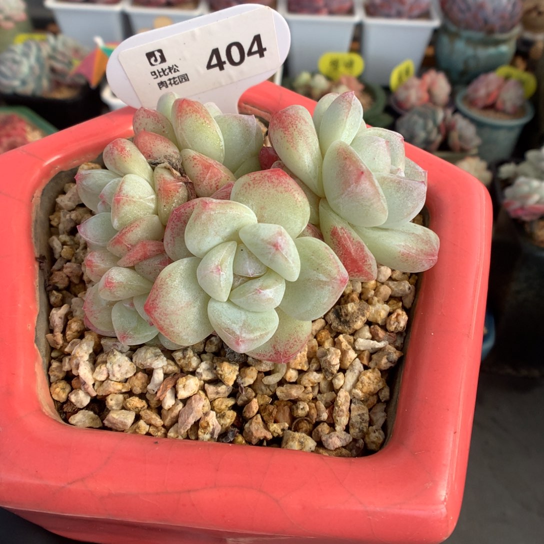 404 老桩冰玉多肉多肉