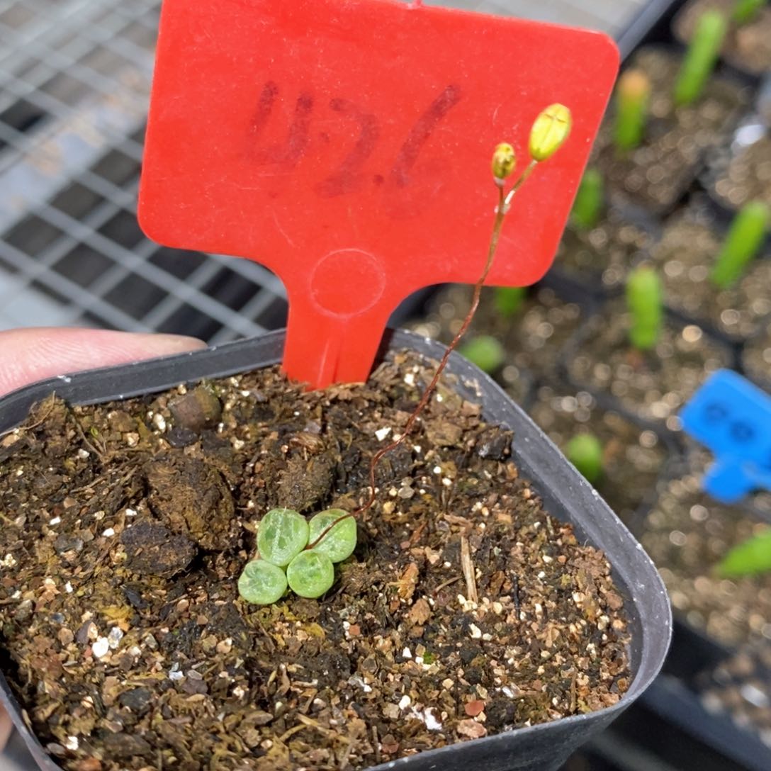 洛丽塔多肉植物一个