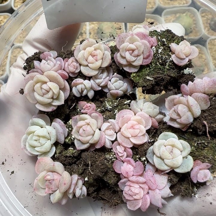 247号王者系列种播苗一盒