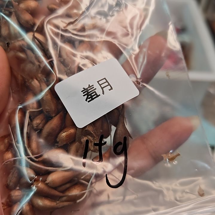 酢浆草早花羞月开花球15 g