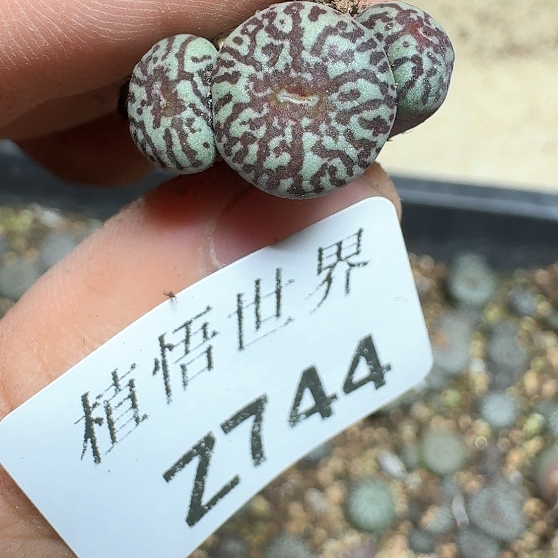 小****?744号多肉植物哇c g