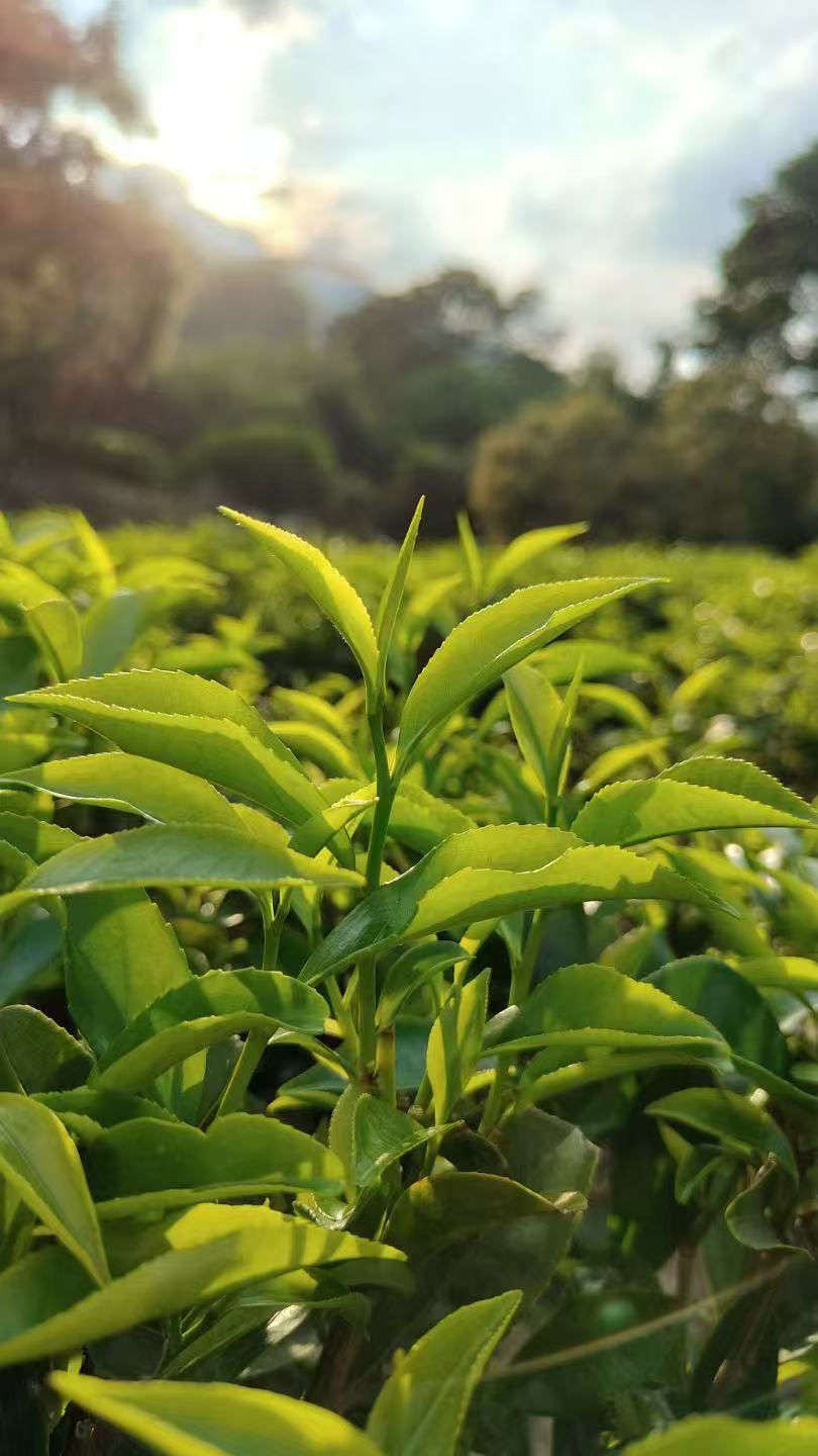 潮州凤凰单丛茶单枞茶编号链接