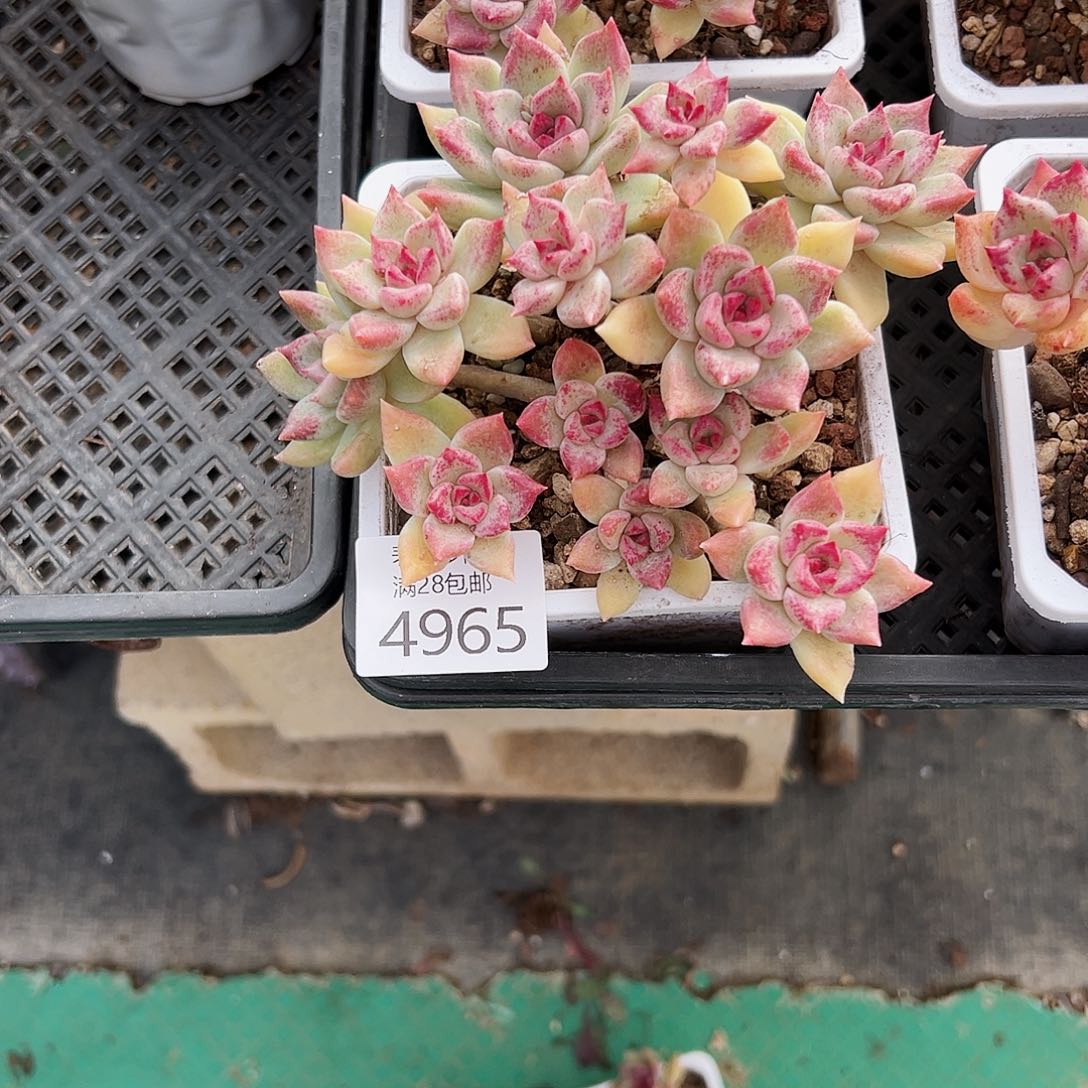 9号荷*儿我们的确是一个4965