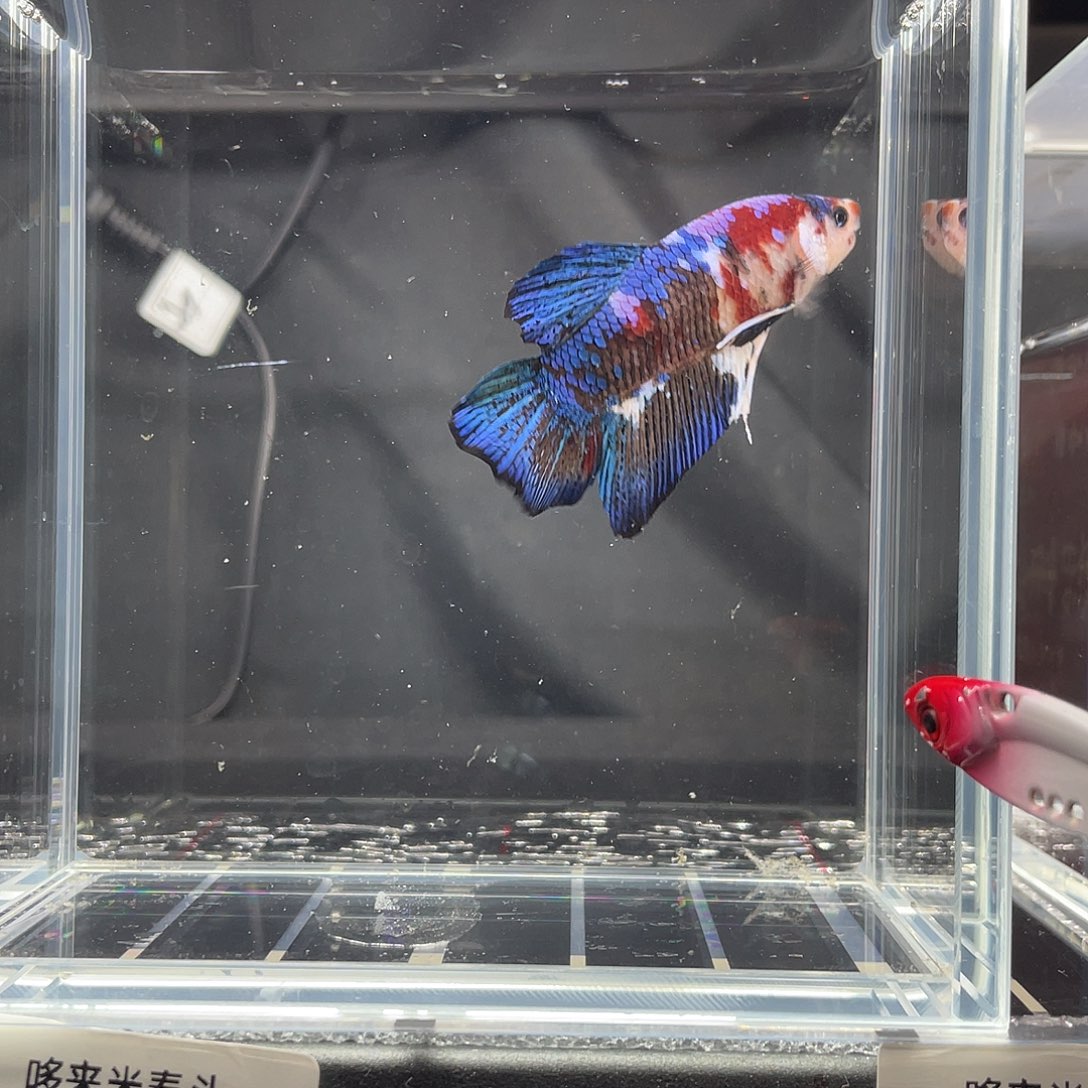 斗鱼12.2 巨斗将军公 072