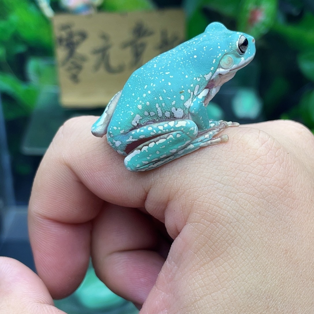 老爷树蛙16号私藏马卡龙