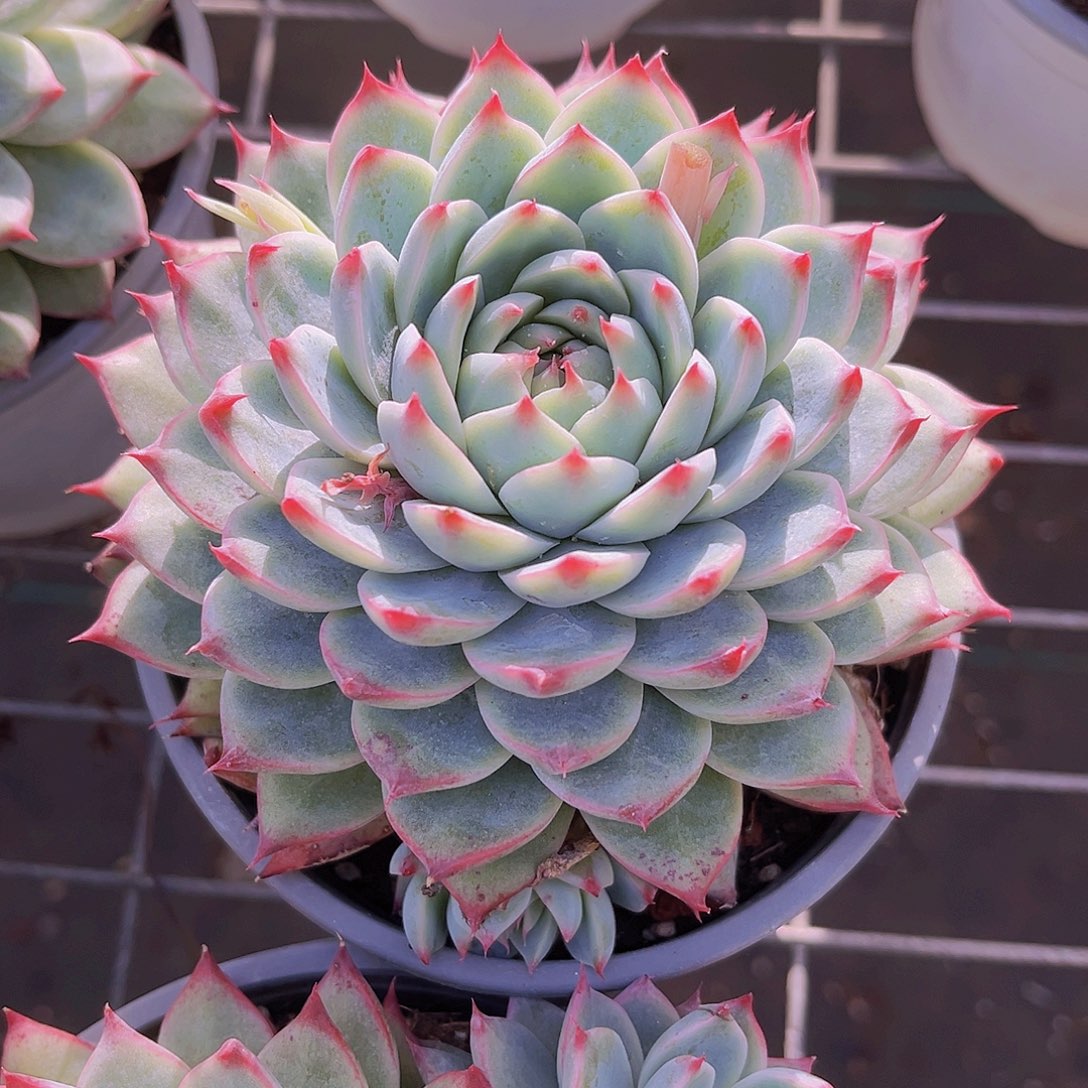 桃夭12红分9999999