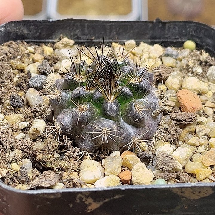 实生黑刺球一颗一物一拍