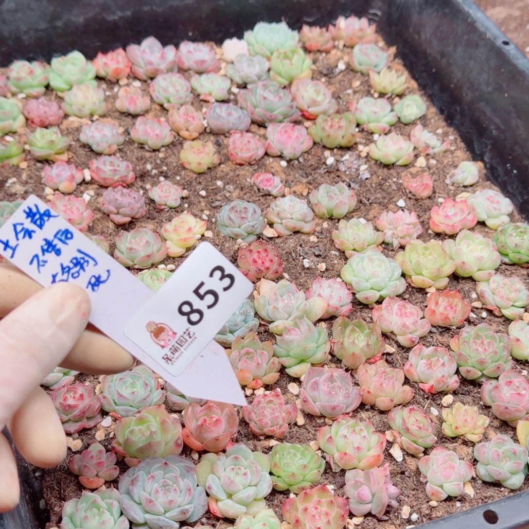 一***猫多肉植物多肉植物