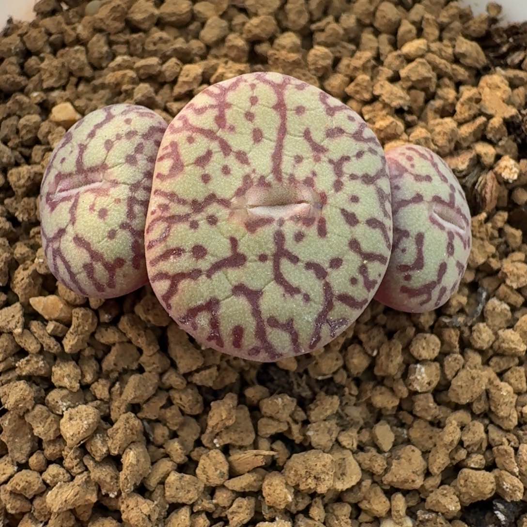 820带盆土发货0000000000