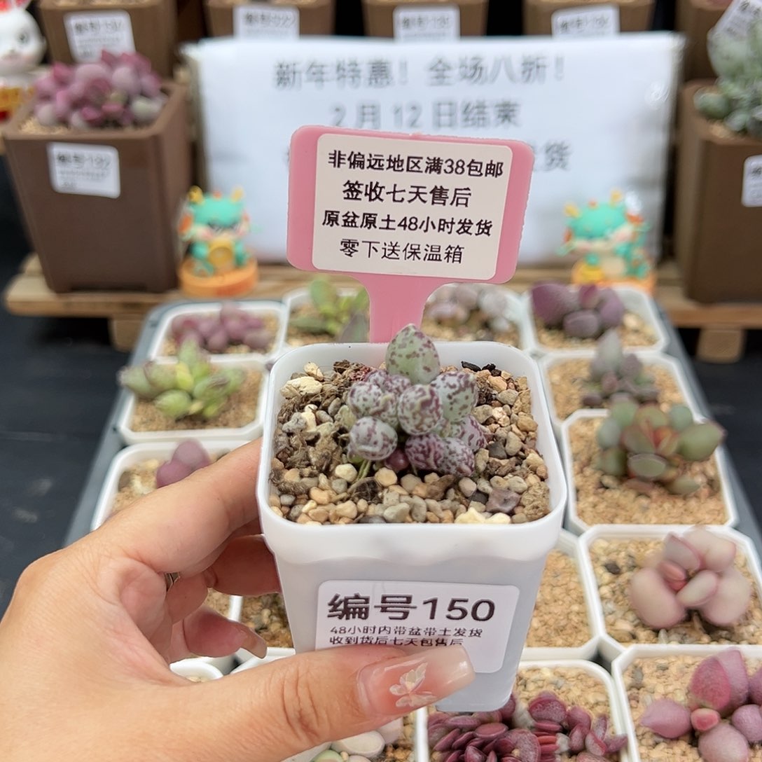 150达摩海豹多肉植物