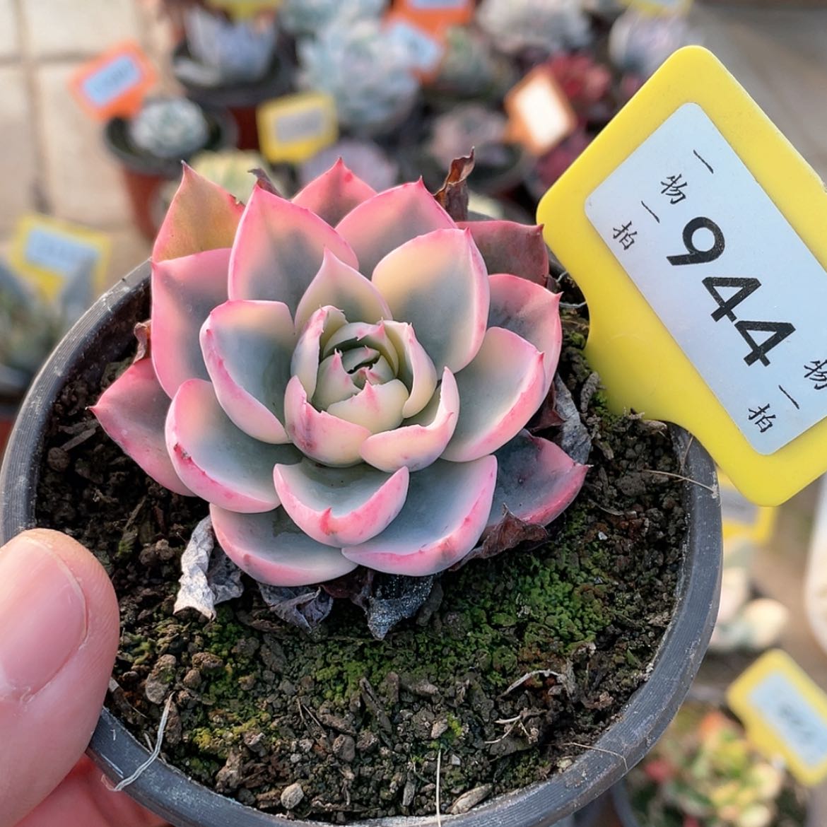 【闪购商品】944号