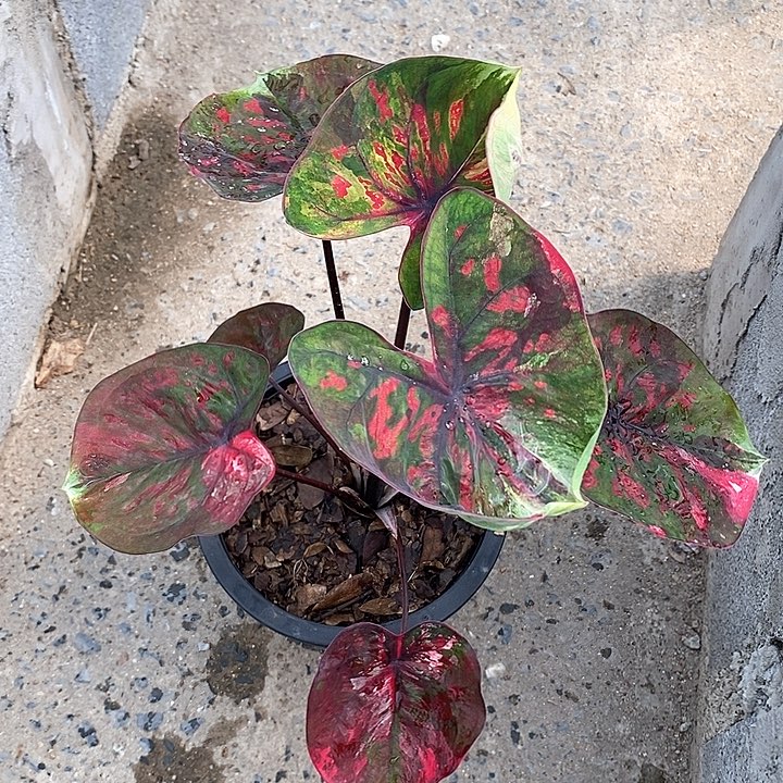 泰国彩叶1017-0127