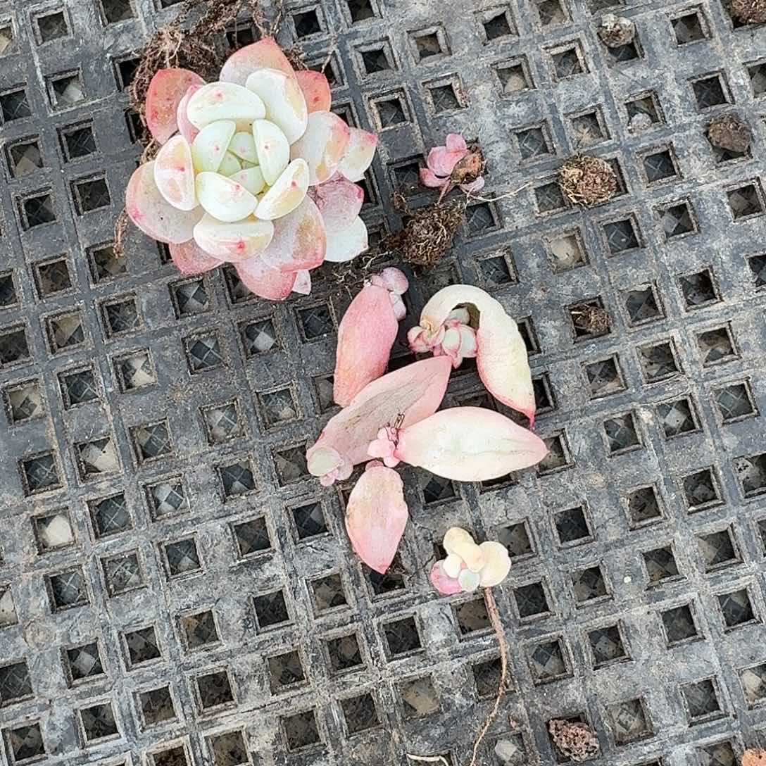 一物星影蜜桃波波红花女王