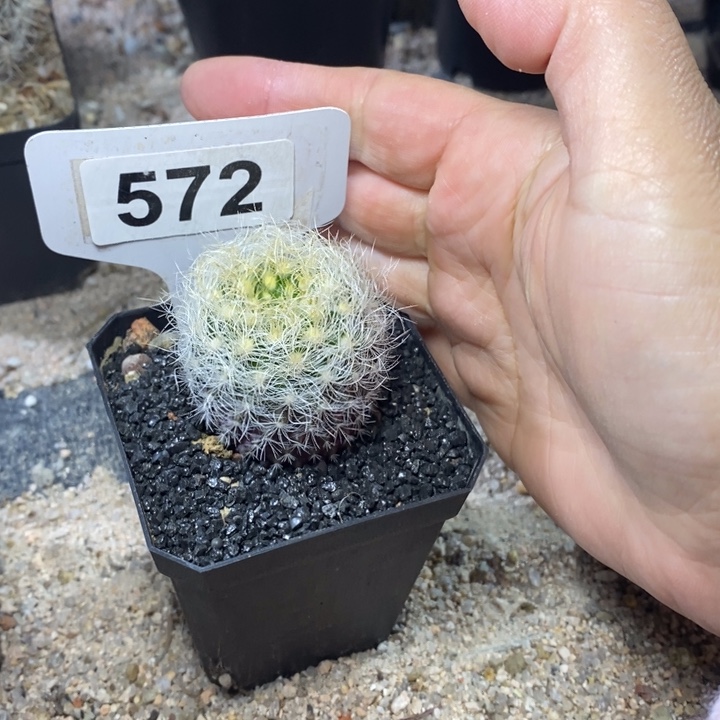 3****茹福利混乱玉！！！！