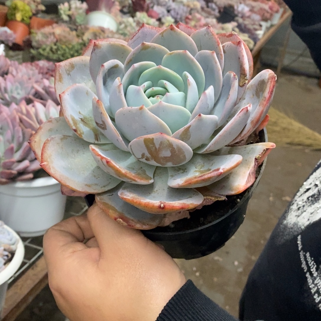 奶茶大单头老桩多肉