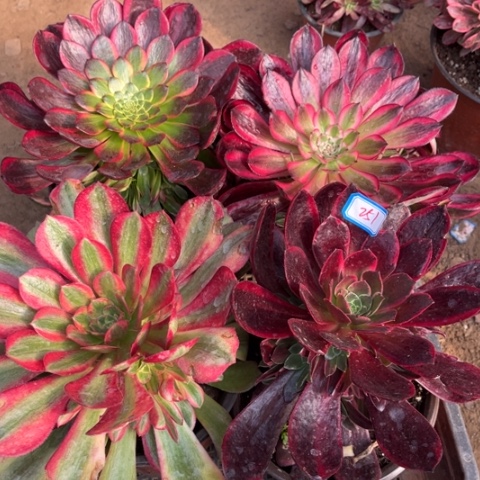 251多肉植物组合