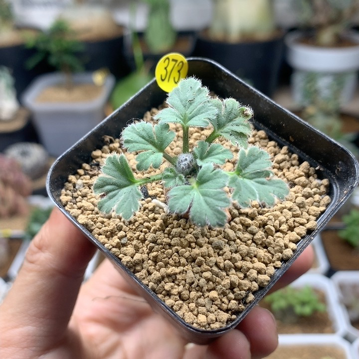 文纳森杨葵母本带盆