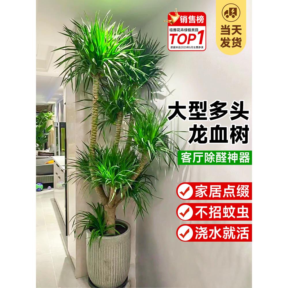 龙血树客厅绿植多头龙须树龙铁树客厅绿植室内大型龙血树植物盆栽