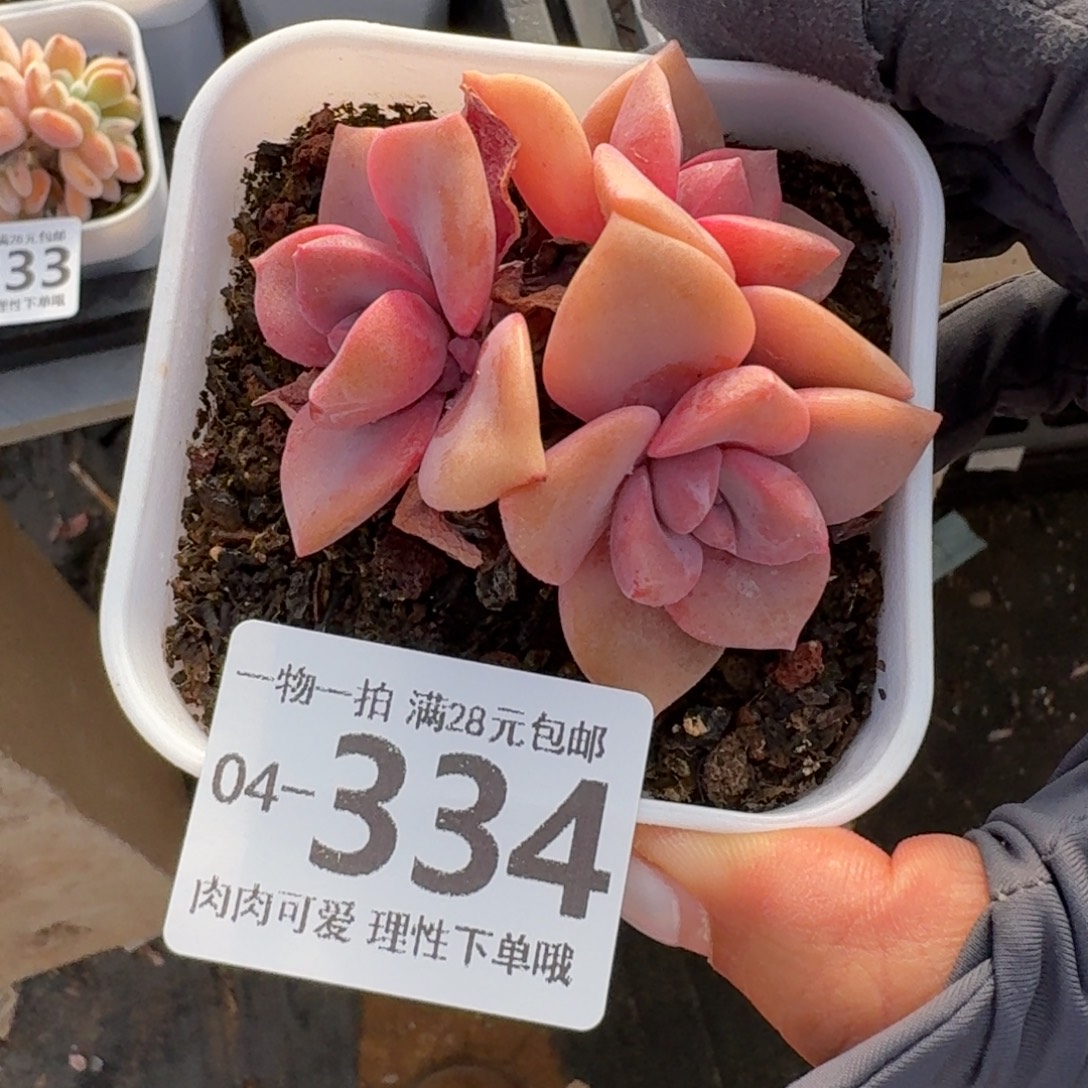 彩虹糖无盆土发货无