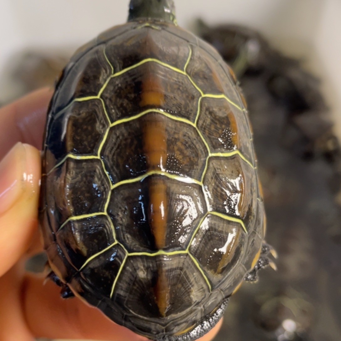 苏北金线冷水草龟