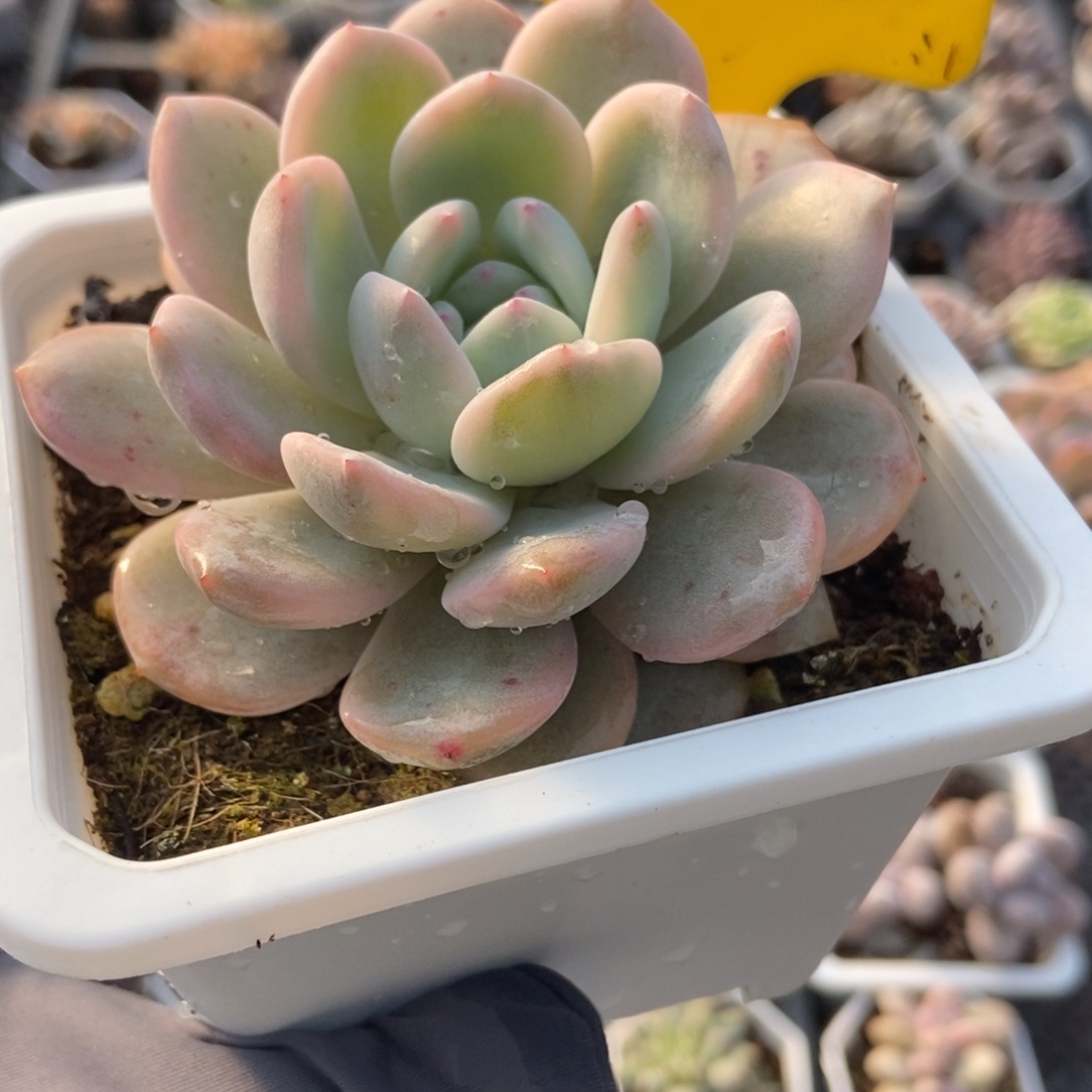 728梦露锦多肉植物