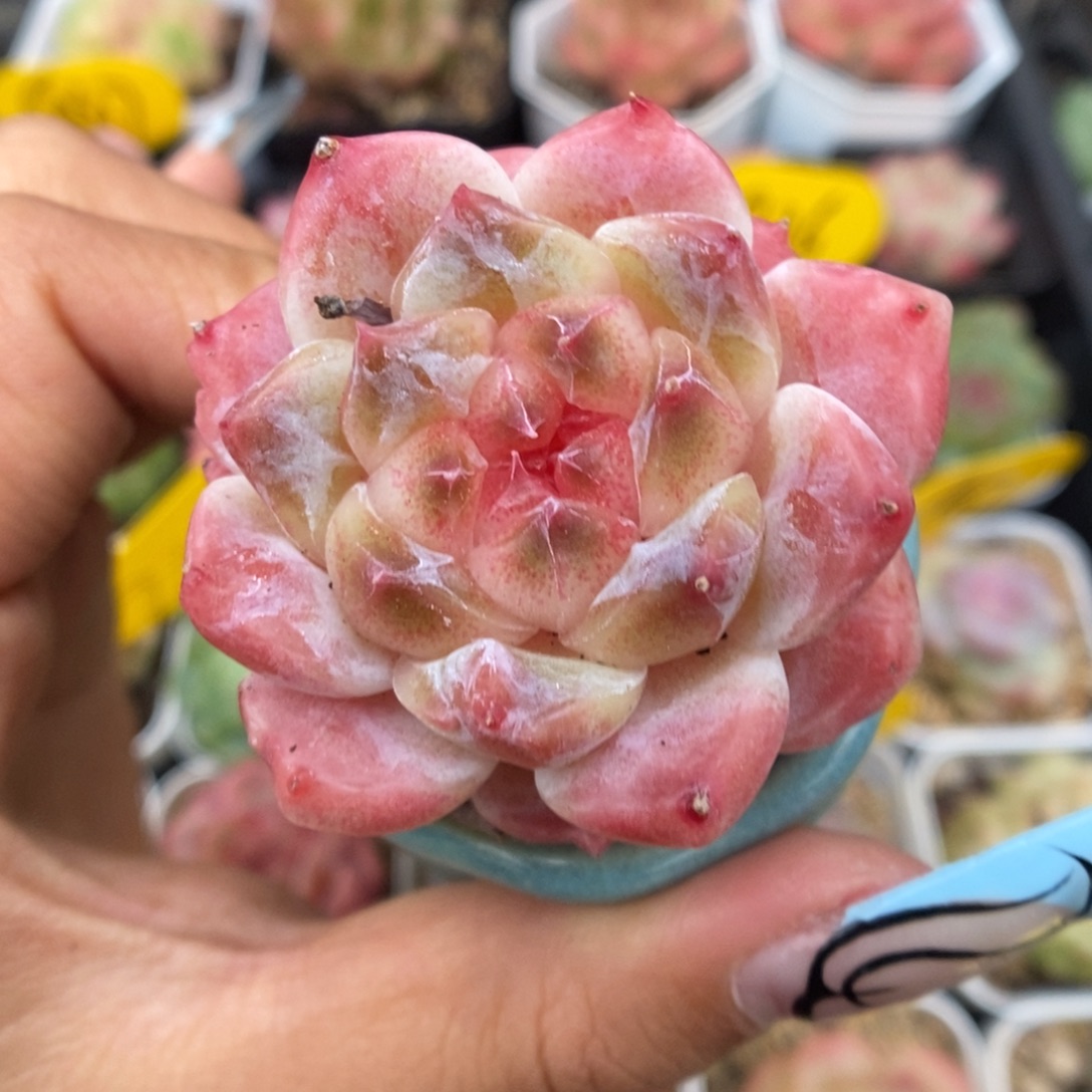 糖心粉魄695号。   