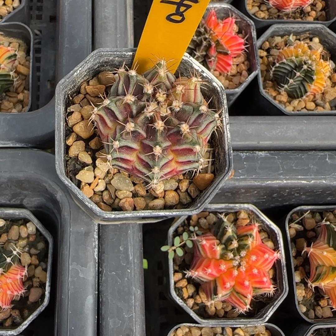 140-1230泰国发货多肉