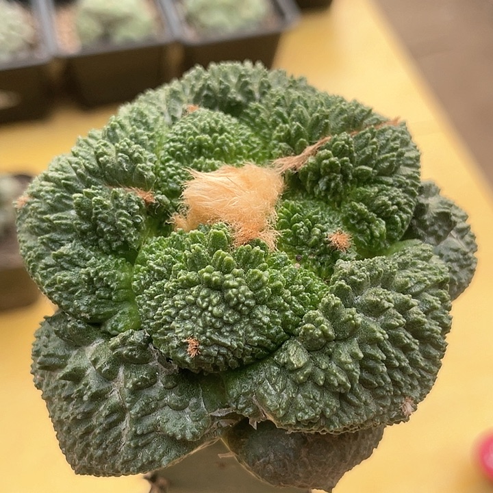 仙人球袖浦接哥斯拉炸尤550