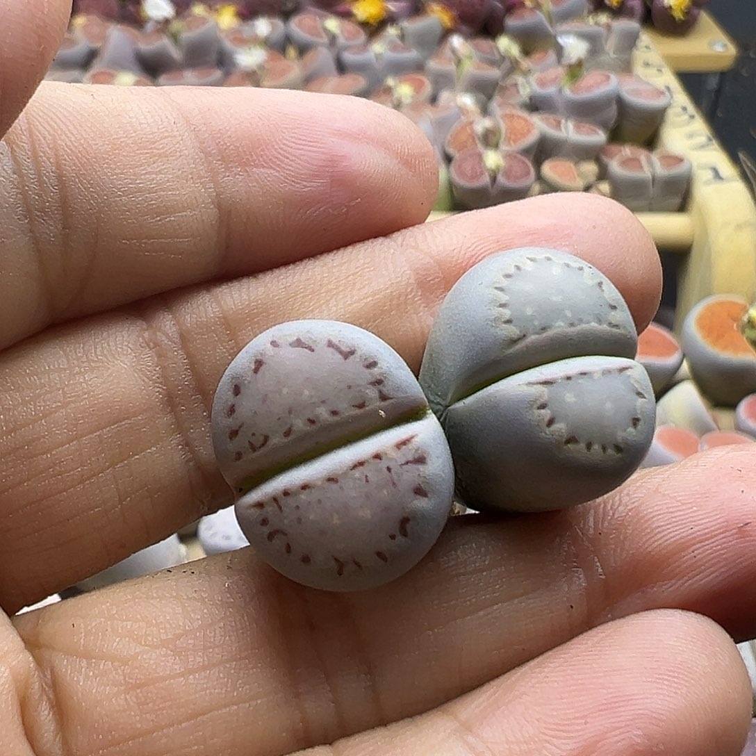 ?*特1737生石花开播超级福利炸