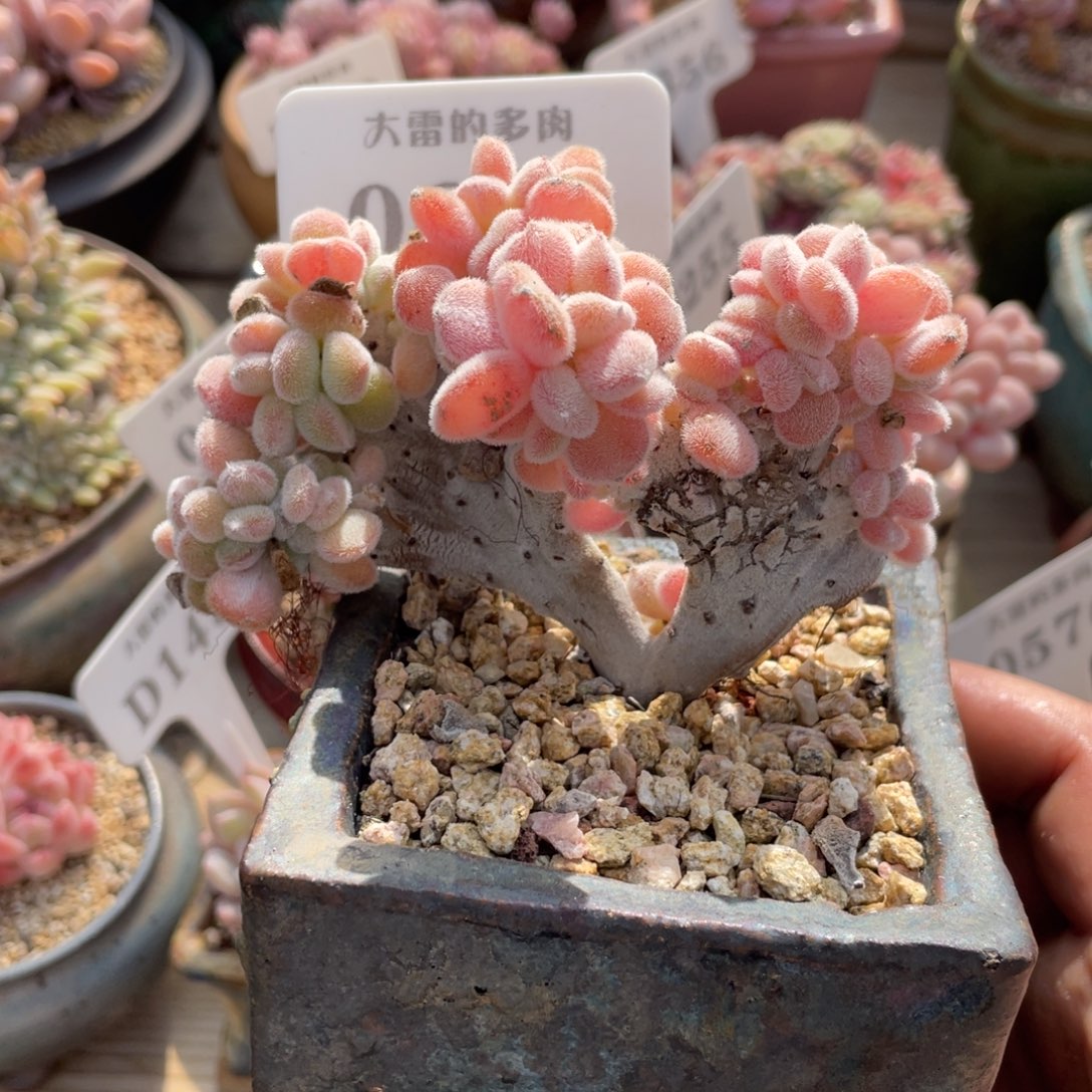 0679雪晃星不带盆10厘米