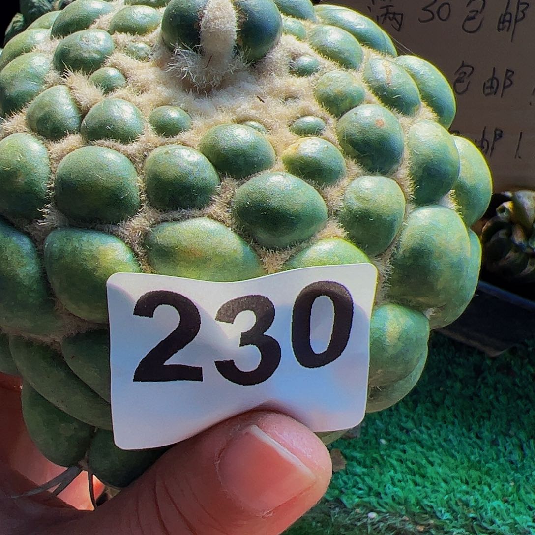 風***无花朵无刺象牙230