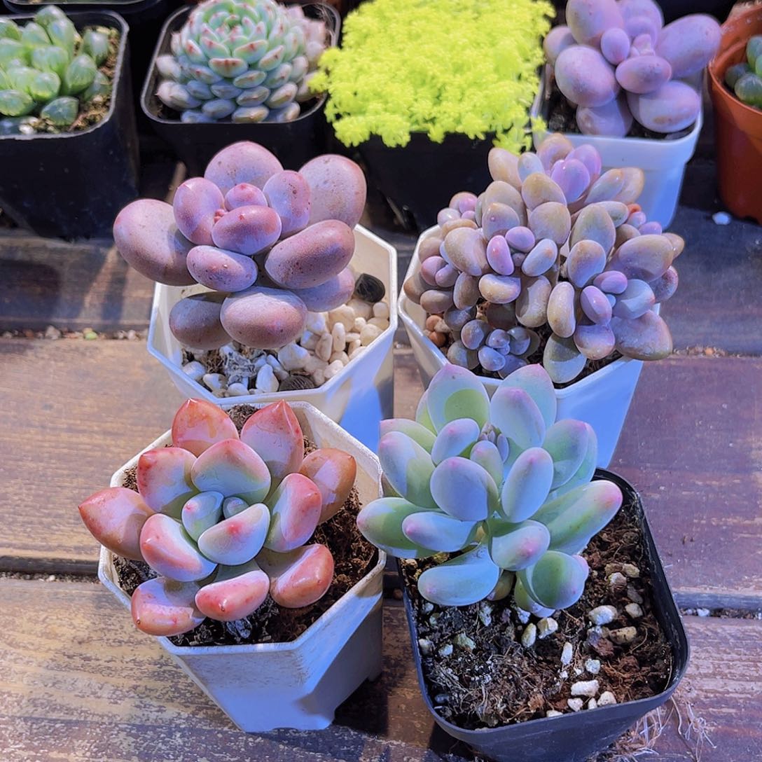 桃美人。桃蛋子 苹果奶。奥普