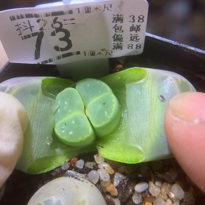 精品生石花26.73