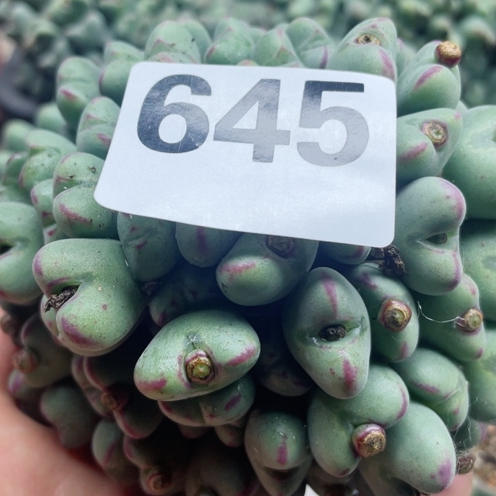 645母本口迪群零下拍保温