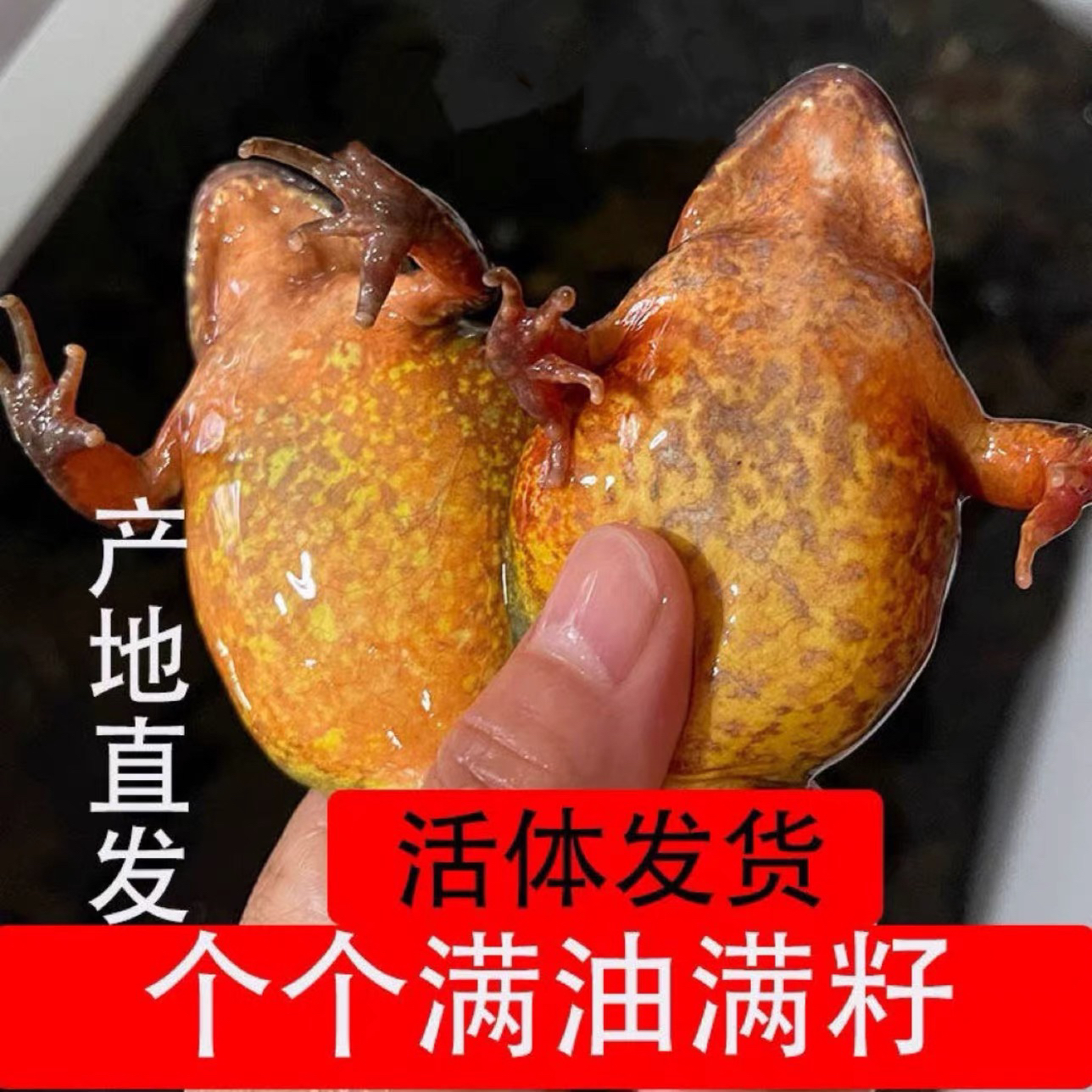 东北河鲜吉林大母豹保活到家