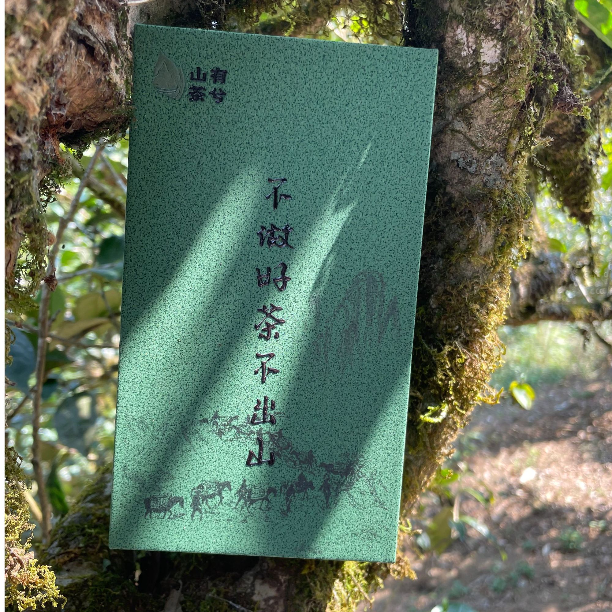 2025年滑竹梁子春茶古树  100克普洱茶生茶