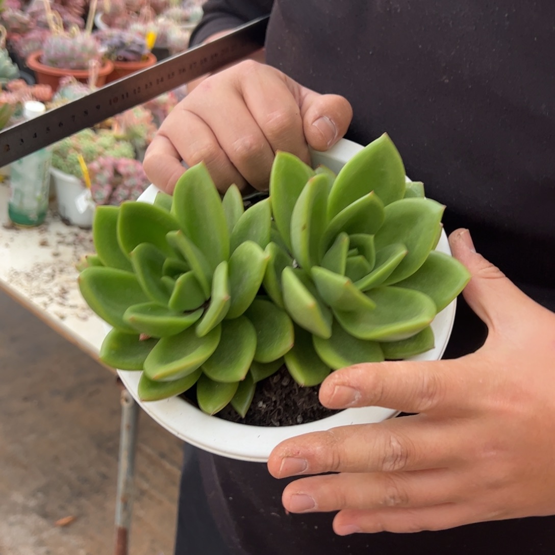 翠花双头多肉植物