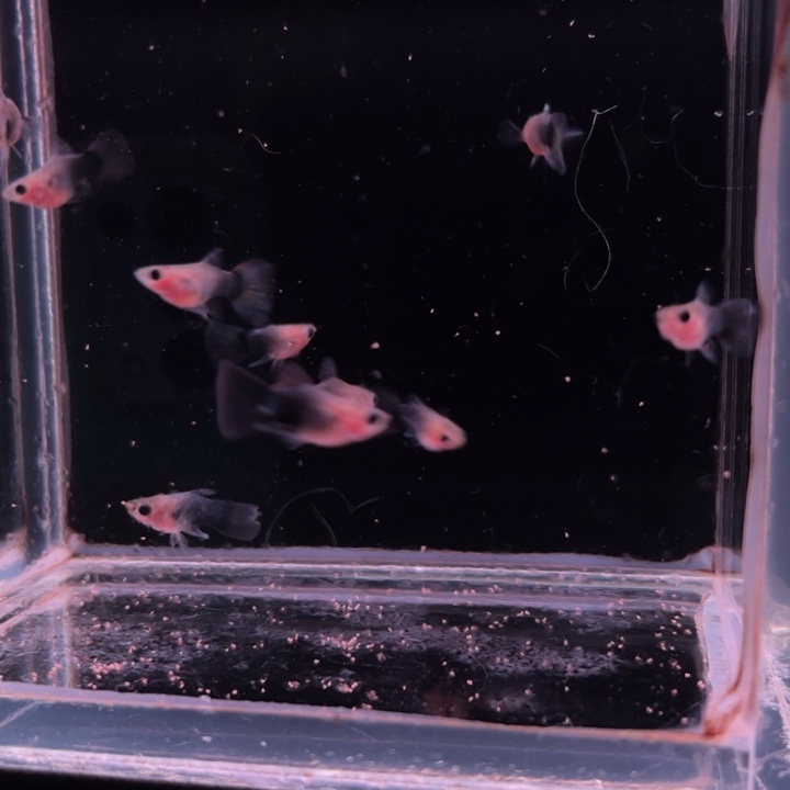 孔雀鱼蓝礼服玻璃猫球10条