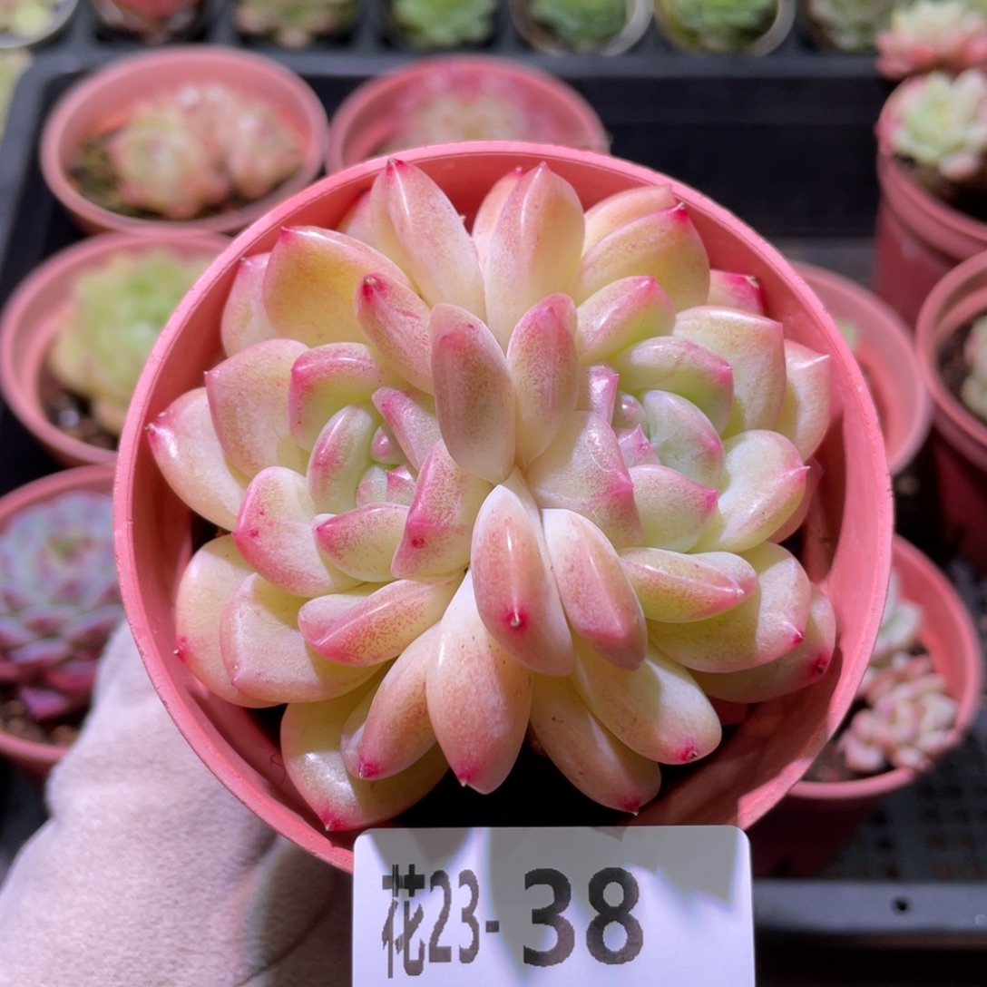 花利美23-38新品双心