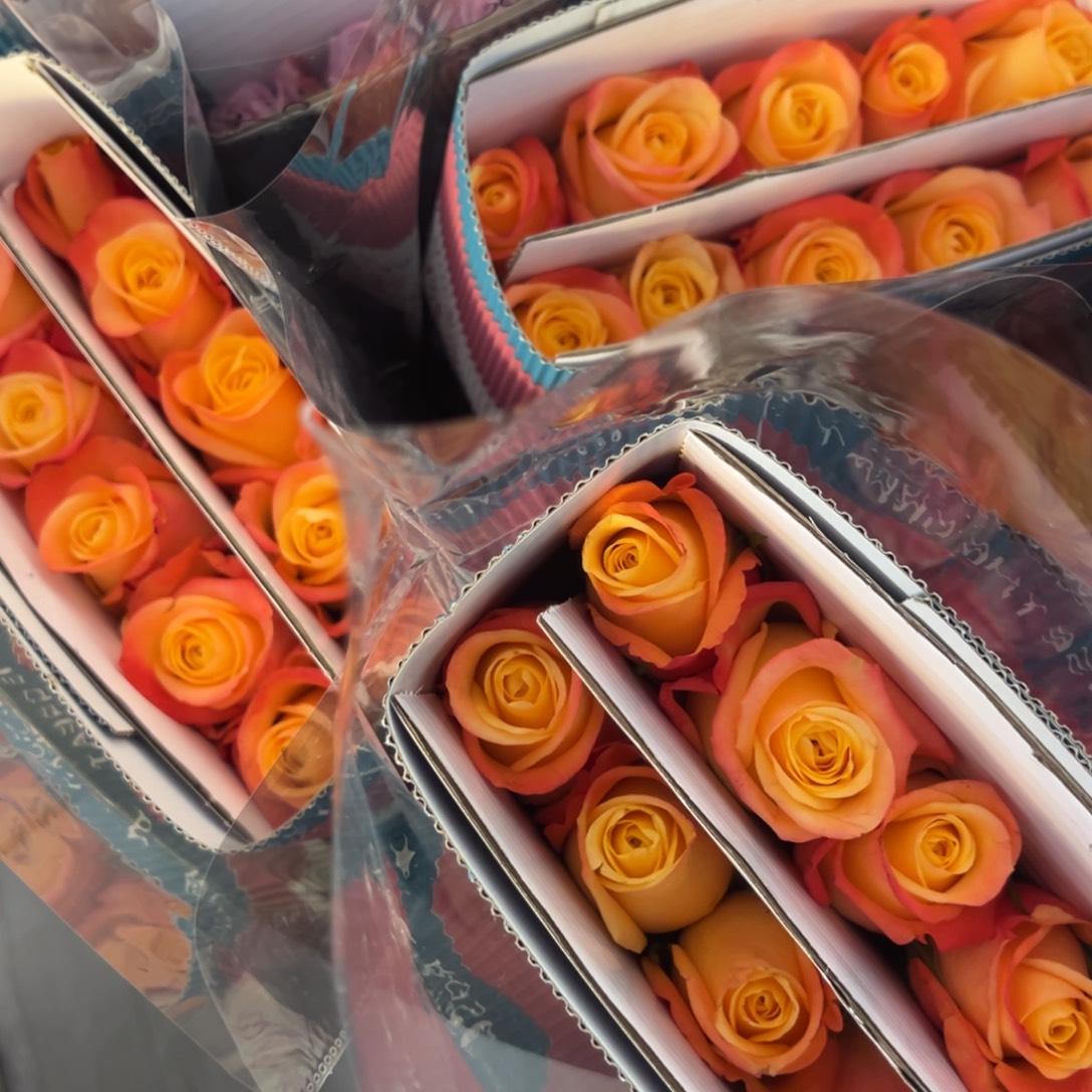 帝王 贝拉多纳 10支装 拍满三单包邮