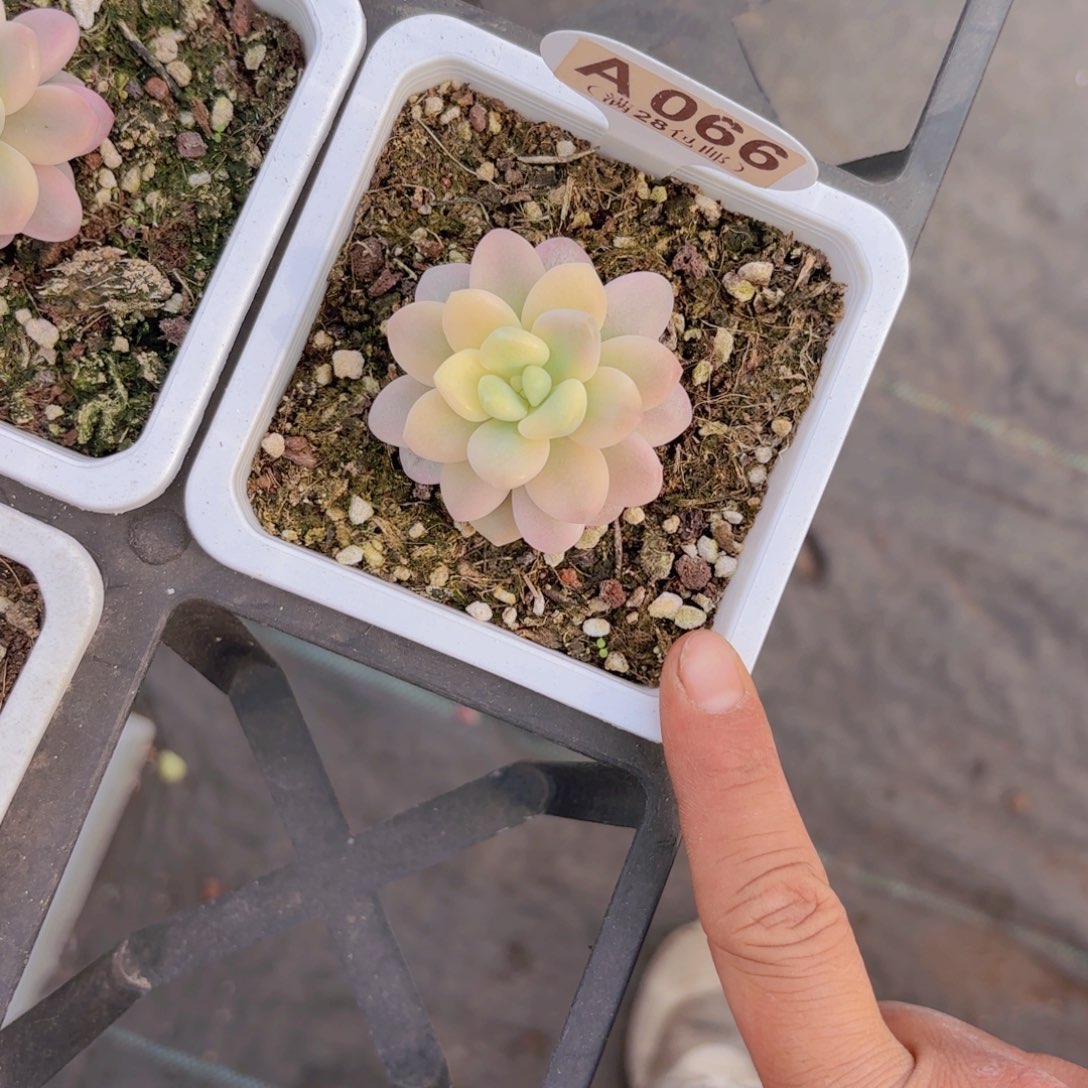 A066洛神锦一物语拍