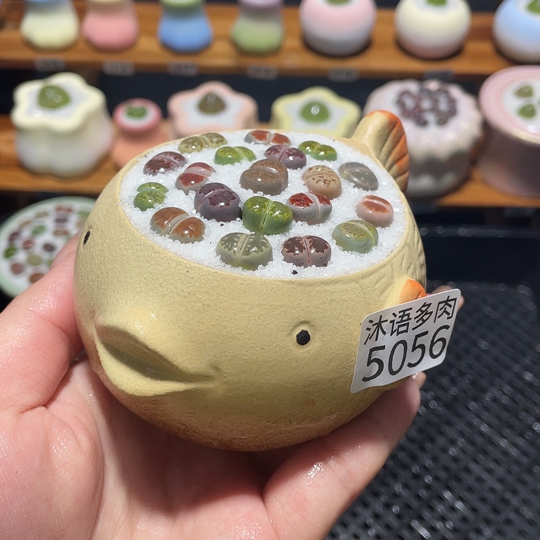 带盆土植物 一物一拍5056