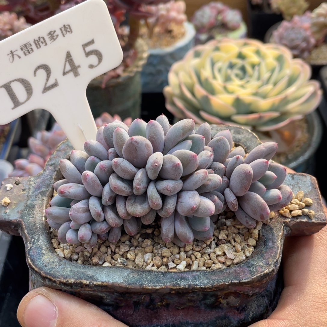 245香香雪不带盆9厘米