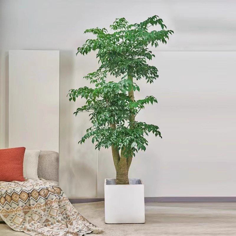 超大款老桩幌伞枫幸福树盆栽 室内外大型绿植好看好养 旺宅招财